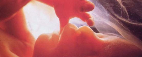 Will the Supreme Court Recognize the Humanity of the Preborn?
